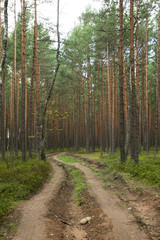 Fototapeta na wymiar Road in summer forest