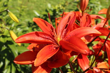 Fototapeta premium Spotted red 