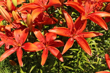 Spotted red "Tiger Lily" flowers (or Devil Lily) in St. Gallen, Switzerland. Its Latin name is Lilium Lancifolium Splendens (Syn Lilium Tigrinum), native to China, Korea and Japan.