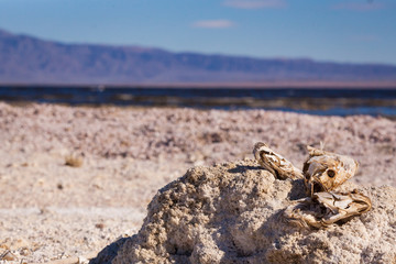 Dead Fish Salton Sea