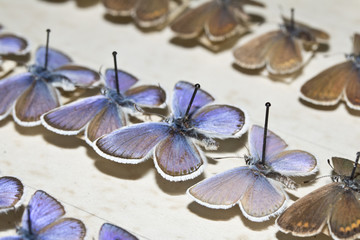 Fototapeta na wymiar Collection of Victorian Butterflies