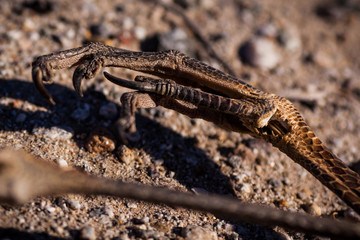 Bird Claw