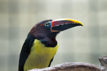 A bird with a large beak and bright