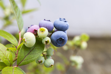 unreife und reife Heidelbeeren am Strauch