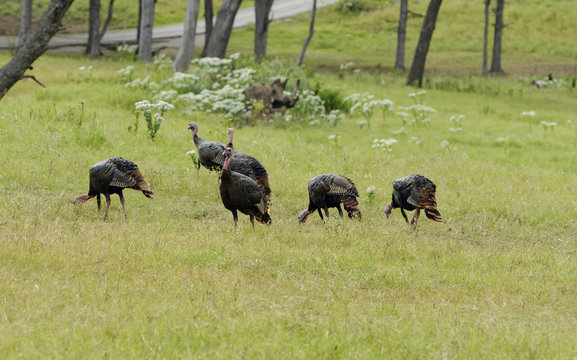Wild Turkeys in Texas ranchland