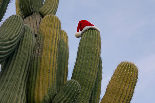 Saguaro-Kaktus mit Weihnachtsmuetze