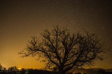 Fototapeta na wymiar Baum unter klarem Sternenhimmel