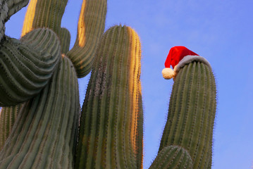 Saguaro-Kaktus mit Weihnachtsmuetze