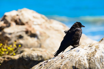 corvid on a rock