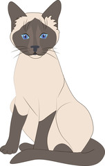 Siamese cat