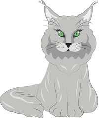 grey cat with green eyes