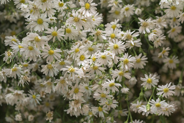 Pot of daisies
