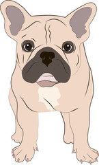 french bulldog