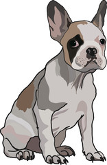french bulldog