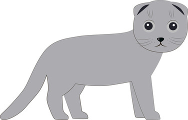 grey cat