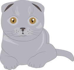 grey cat