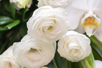 Many white roses as a floral background
