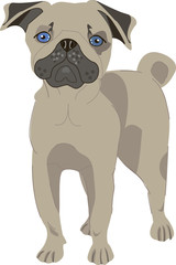 pug dog