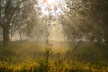 Fototapeta na wymiar RURAL LANDSCAPE.Field with backlit olive grove.Italy,Apulia.