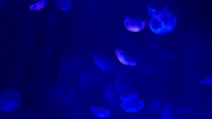 jellyfishes
