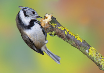 Crested tit (Parus cristatus) on a branch