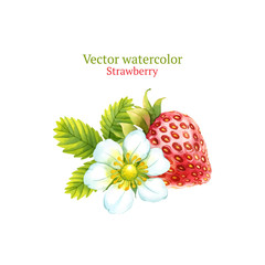 Watercolor vector strawberry
