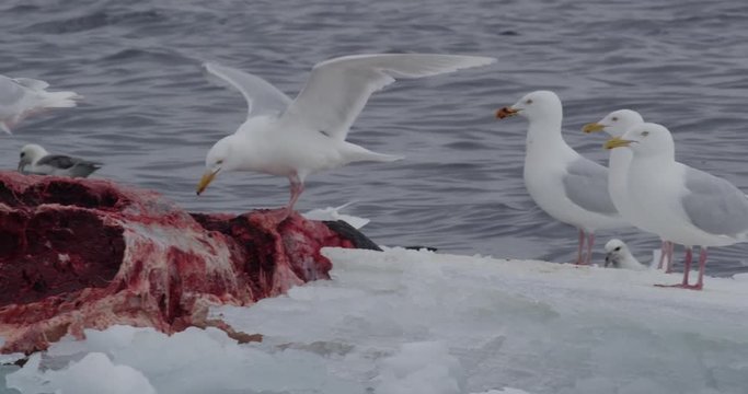 Narwhal carcass floats past with glaucus gulls and kittiwakes