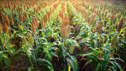 sorghum field in sunrise