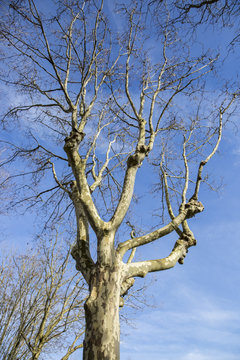 plane tree with bare branch in front of clear blue sky