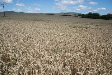 Ripening yellow wheat ears on field at summer time. Golden wheats (Triticum) spikelets with blue cloudy sky background. Rich harvest