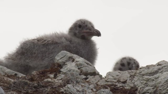 Telephoto of two spotted fluffy glaucus gull chicks on rocky nest