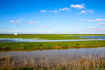 Beautiful landscape of grass and sky Donana, Andalusia, Spain.