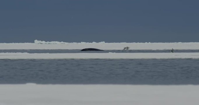 Narwhals dive and splash between blocks of sea ice