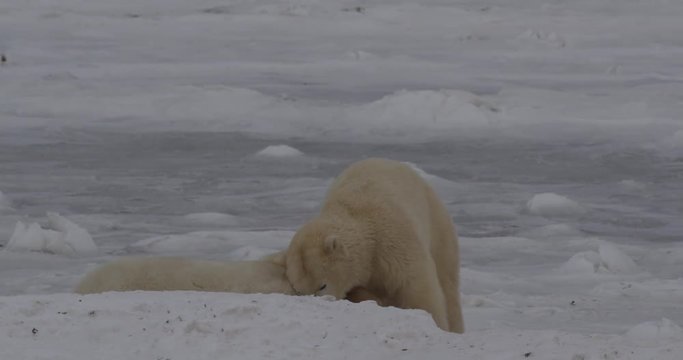 Two polar bears bite and battle on sea ice in playful sparring