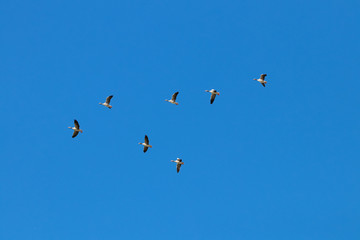 Greylag goose flock flying in migration in natural reserve and national park Donana, Andalusia, Spain.
