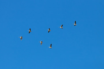 Greylag goose flock flying in migration in natural reserve and national park Donana, Andalusia, Spain.