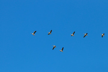 Greylag goose flock flying in migration in natural reserve and national park Donana, Andalusia, Spain.