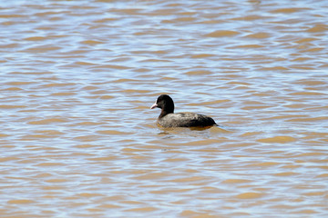Eurasian coot swimming in natural reserve and national park Donana,  Andalusia, Spain