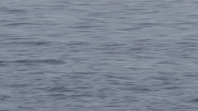 Bearded seal swimming close to camera