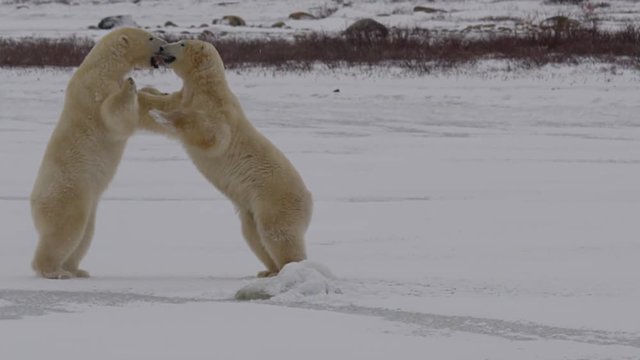 Slow motion - polar bears stand and spar in the falling snow on ice
