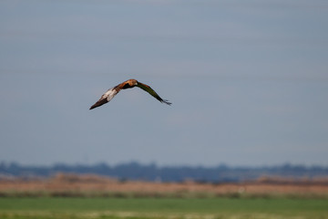 Fototapeta na wymiar Red kite hunting in natural reserve and national park Donana, Andalusia, Spain.