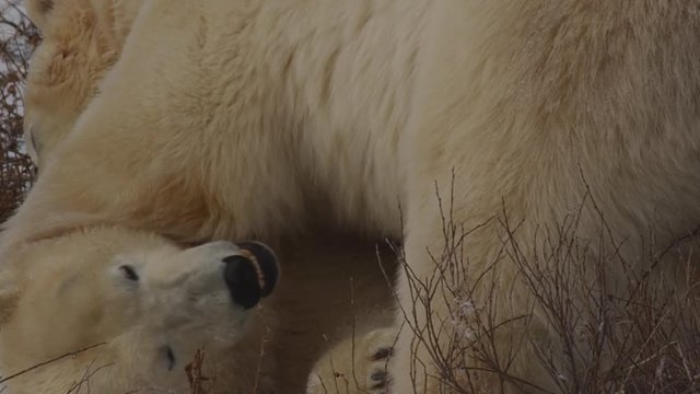 Slow motion - two polar bears chew on each other and play in snowy willows