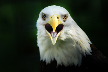 American Bald Eagle, Haliaeetus leucocephalus, United States
