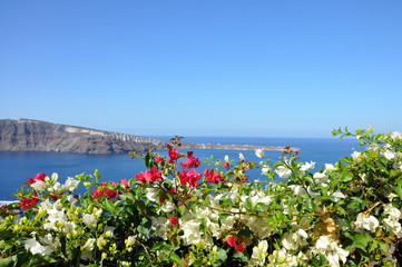 Obraz premium White and pink flowers on the background of Mediterranean sea and Santorini caldera. Concept of best summer vacation at the seaside on Greek cyclades islands, freedom, luxury, trip around the world