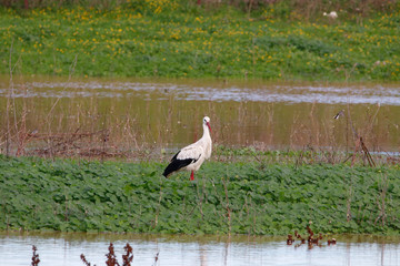 White stork (Ciconia ciconia) in a field in Donana, Andalusia, Spain