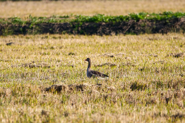 Greylag goose (Anser anser) in grass in Donana, Andalusia, Spain