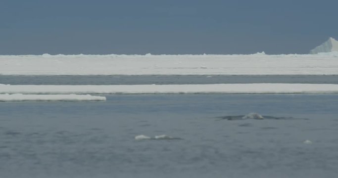 Rack focus on narwhals swimming towards large ice berg