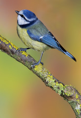 blue tit in a tree