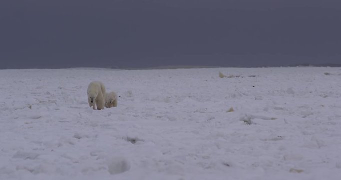 Storm waves roll through ice behind polar bear family approaching