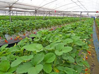 Indoor strawberry farm